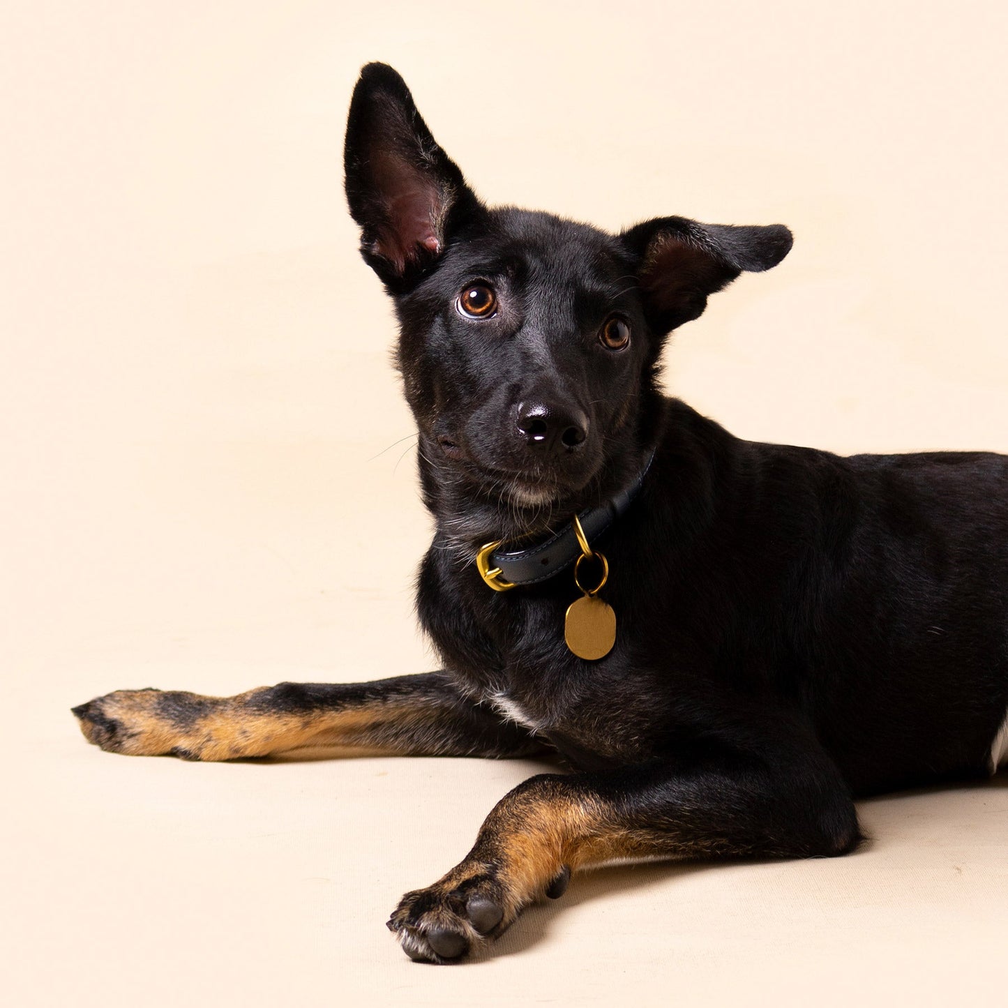 Ramona For You Midnight Collar Holistic Wellbeing For Dogs